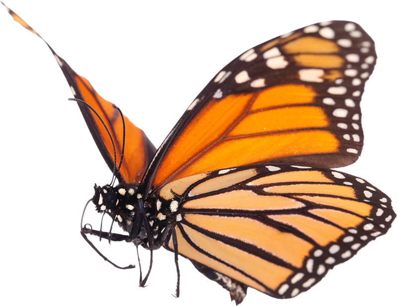 monarch butterfly